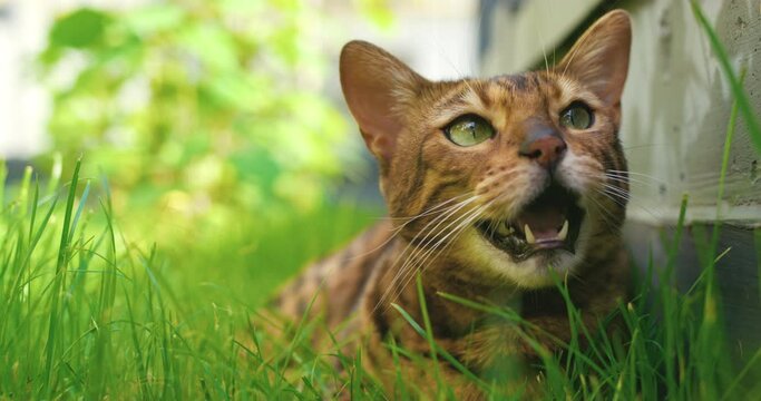 Selective focus of playful cat. lose up shoot of purebred cat. Highly detailed portrait of cat lying on grass. Brown striped cat with big green eyes meowing. Animal world. Domestic pet's muzzle.