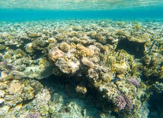 Obraz na płótnie Canvas Coral reef under sea water.