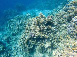 Coral reef under sea water.