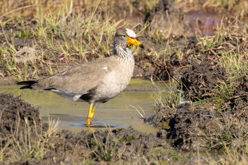 African Wattled Lapwing (Lelkiewiet) in Rietvlei Nature Reserve