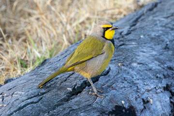 Bokmakierie in Rietvlei Nature Reserve