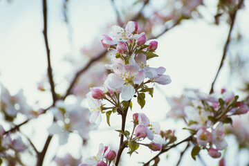 Blooming apple-tree branch close-up in spingtime