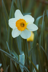 Narcissus flowers decorating a garden