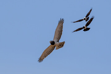 Two Pied Crows (Witborskraai) chasing a Black-chested Snake Eagle (Swartborsslangarend)