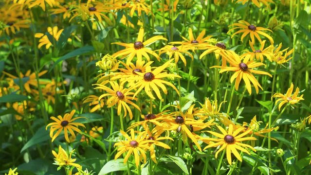 Rudbeckia hirta beautiful flowers with yellow petals. Black-eyed Susan flowering plant.Asteraceae family