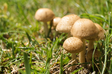 Mushrooms growing in the wild after rain. Small inedible mushrooms, poisonous mushrooms forest background macro nature wild. Side view, copy space for text, product place.   