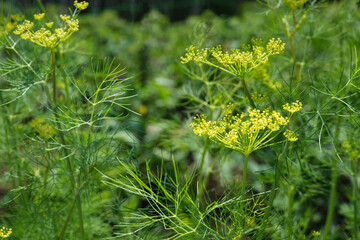 Dill umbels with small yellow flowers close-up photo in summertime. Blossom dill plant on a green background macro photography on a sunny summer day. Selective focus, side view.