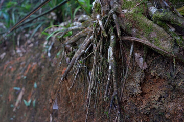 Ground with fallen leaves in the forest.