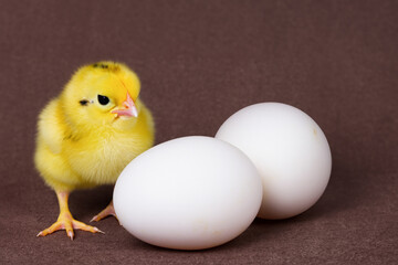 Little chicken and chicken eggs. View from the side