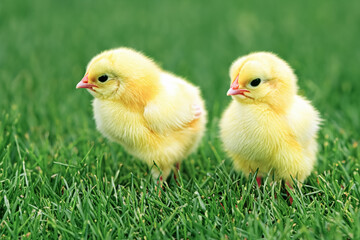 Little chickens on a green lawn. Cute fluffy chickens together on green grass outdoors