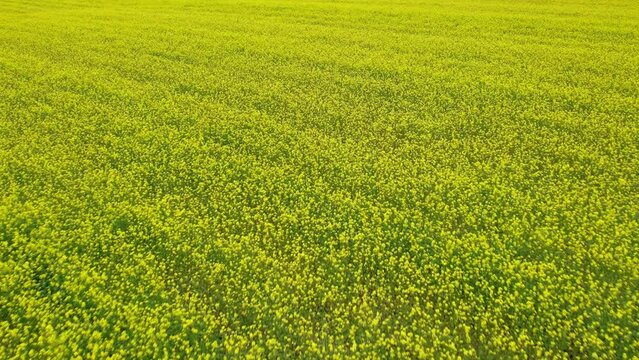Agricultural field with flowering crops. Rapeseed season. Rapeseed oil. Aerial shot. A field with a yellow bloom