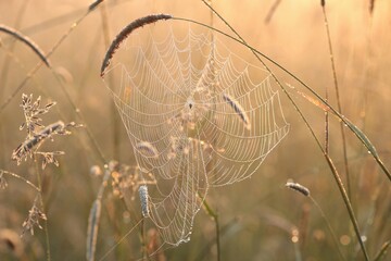 Spider web on a meadow during sunrise - 616918392