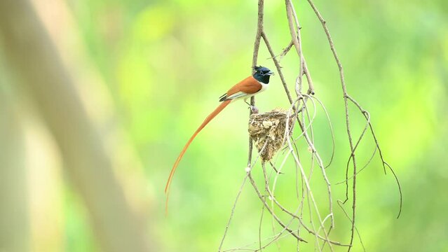 Majestic Bird Paradise Fly catcher Feeding Chicks in Hanging Nest  