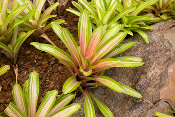 Bromeliad in the garden. Colorful plant leaves