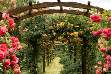 A pathway with blossom roses. Arch of pink and yellow roses roses. Selective focus with depth of field.