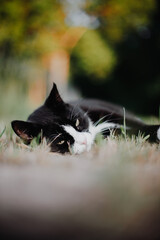 Black cat with white neck and paws lying on green grass in warm summer sunset light