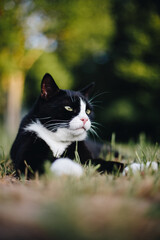 Black cat with white neck and paws lying on green grass in warm summer sunset light