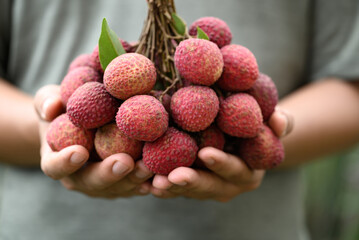 Lychee fruit holding by hand, Tropical fruit in summer season