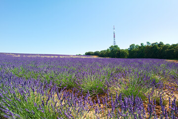 Fototapeta premium kwiat lawenda roślina pejzaż lato europa rolnictwo