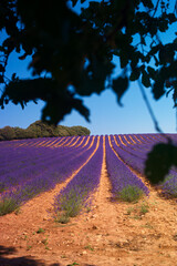 Obraz premium kwiat lawenda roślina pejzaż lato europa rolnictwo