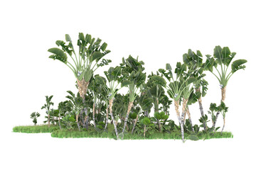 Tropical forest isolated on transparent background. 3d rendering - illustration