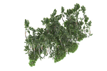 Obraz premium Tropical forest isolated on transparent background. 3d rendering - illustration