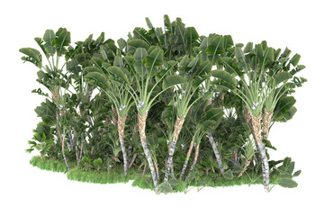 Tropical forest isolated on transparent background. 3d rendering - illustration