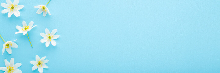 Fresh white anemones on light blue table background. Pastel color. Beautiful wild flower. Wide banner. Closeup. Empty place for inspirational text, lovely quote or positive sayings. Top down view. © fotoduets