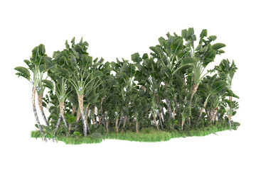 Palm trees isolated on transparent background. 3d rendering - illustration