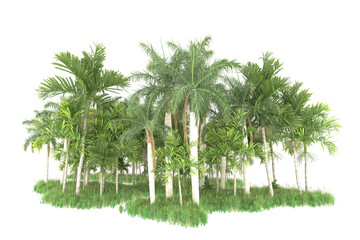 Palm trees isolated on transparent background. 3d rendering - illustration