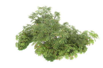 Tropical forest isolated on transparent background. 3d rendering - illustration