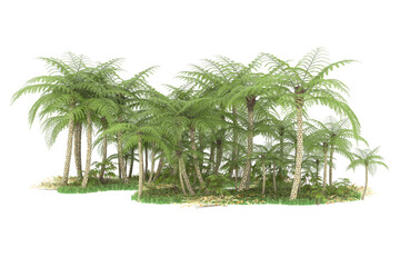 Tropical forest isolated on transparent background. 3d rendering - illustration