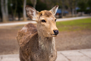 Closeup Deer in Nara