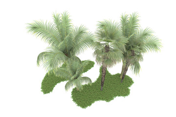 Tropical forest isolated on transparent background. 3d rendering - illustration