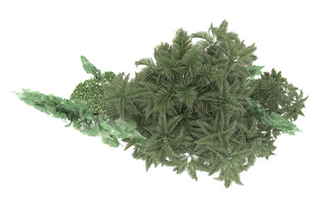 Tropical forest isolated on transparent background. 3d rendering - illustration