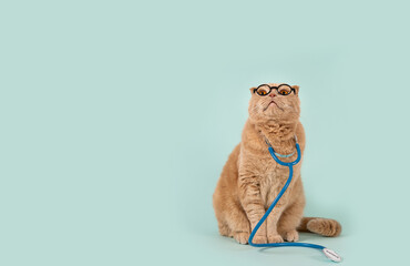 Veterinary clinic, medicines for pets banner concept. Funny cat wearing glasses and stethoscope sitting on blue background and looking at copy space for text or product. Pet health care web line