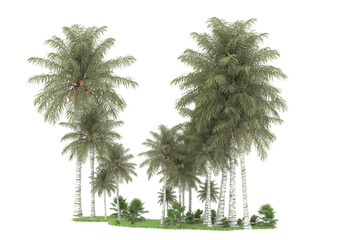 Tropical forest isolated on transparent background. 3d rendering - illustration
