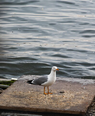 seagull on the pier