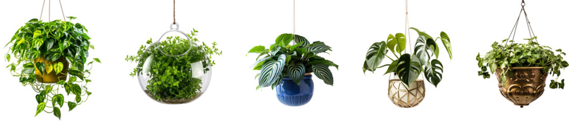 Collection of indoor hanging plants isolated on a transparent background, Generative Ai 
