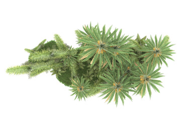 Fototapeta premium Tropical forest isolated on transparent background. 3d rendering - illustration