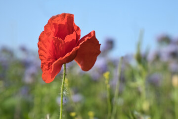 Poppy flower isolated in cornfield. Blue cornflowers in background. Landscape