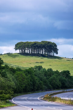Coming home trees on the devon cornwall border england uk 