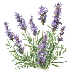 Watercolor illustration of lavender bush