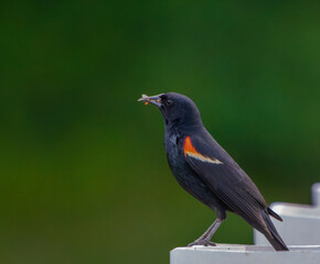 A striking Red-winged blackbird, with its vibrant red and yellow shoulder patches on display, captivatingly perched amidst the wetland reeds showcasing its skilled hunting prowess, capturing an insect