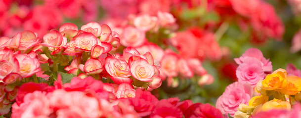 rose, tuberous, begonias, begonia, tuberhybrida Used for background