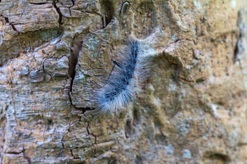 Eupterote Testacea (Walker). Black caterpillar with white hair Tree background