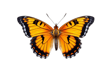 Butterfly Isolated on Transparent Background. AI