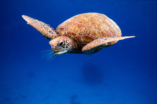 Green Sea Turtle Eating Jellyfish In Blue Ocean Water