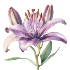 watercolor lily flower