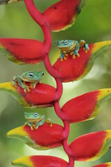 frogs, green frogs, flying frogs, three green frogs on a red banana flower on a green background